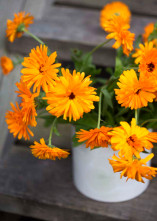 Krakas_ringblommor