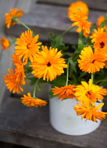 Krakas_ringblommor